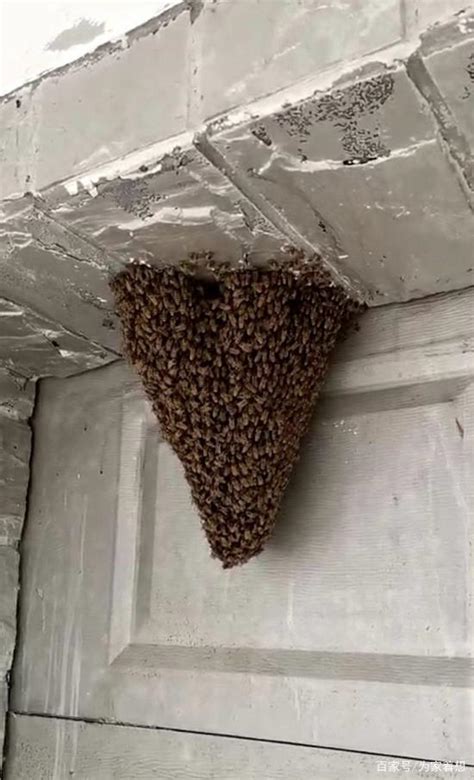 碧海藍天風水 蜜蜂在家筑巢 风水
